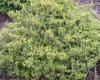 Cedrus libani 'Nana' Dwarf Cedar Of Lebanon