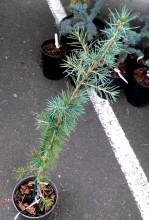 Cedrus deodara 'Electra Blue'