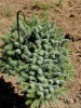 Abies pinsapo 'Glauca' Blue Spanish Fir