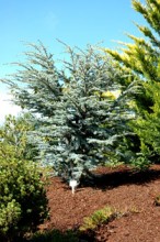Cedrus atlantica 'Horstmann' Dwarf Blue Atlas Cedar Tree