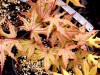 Acer palmatum 'Aka shigitatsu sawa' Japanese Maple Tree