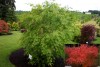 Acer palmatum 'Omurayama' Japanese Maple Tree
