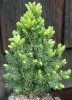 Picea glauca 'Gold Tip' Dwarf Alberta Spruce