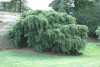 Tsuga canadensis ' Sargentii ' Canadian Hemlock