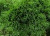 Pinus densiflora 'Pendula' Weeping Japanese Red Pine