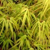 Acer palmatum 'Scolopendrifolium' Fine leaf Japanese Maple Tree