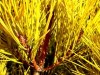 Pinus densiflora ' Aurea ' Golden Japanese Red Pine