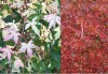 Acer palmatum 'Asahi zuru' Japanese Maple Tree