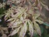 Acer palmatum 'Ukigumo' Floating Clouds Japanese Maple