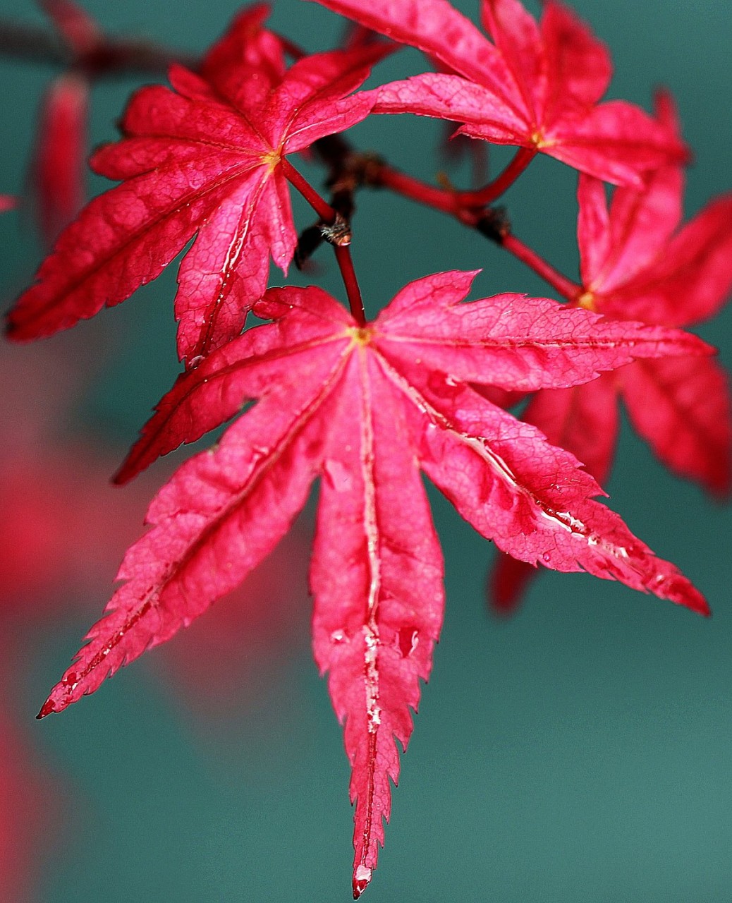 Acer palmatum 'Beni maiko' Japanese Maple Tree