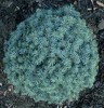Picea mariana 'Nana' Dwarf Black Spruce