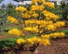 Pinus virginiana 'Wate's Golden'
