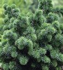 Picea sitchensis `Papoose' Dwarf Sitka Spruce