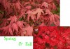 Acer palmatum 'Kasagi yama' Japanese Maple Tree