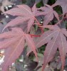 Acer palmatum 'Oshio beni' Red Leaf Japanese Maple Tree