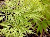 Acer palmatum 'Filigree Lace' Green Weeping Cutleaf Japanese Maple