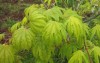 Acer palmatum 'Ki hachijo' Japanese Maple Tree