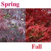 Acer palmatum 'Sumi nagashi' Japanese Maple Tree