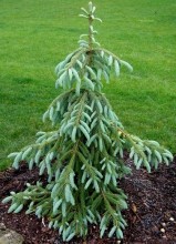 Picea englemannii 'Bush's Lace'