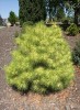 Pinus densiflora ' Golden Ghost ' Yellow And Green Variegated Japanese Red Pine