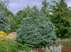 Abies lasiocarpa `Ariz. Gl Compacta' Dwarf Arizona Blue Cork Fir