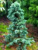 Pinus flexilis ' Cesarini Blue '