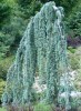 weeping blue atlas cedar tree Cedrus atlantica 'Glauca Pendula'