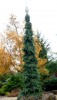 Picea glauca 'Pendula' Weeping White Spruce