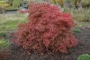 Acer palmatum dissectum 'Orangeola' Weeping Cutleaf Japanese Maple Tree