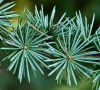 Cedrus atlantica 'Glauca' Blue Atlas Cedar Tree