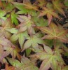 Acer palmatum 'Corallinum' Japanese Maple Tree