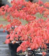 Acer shirasawanum 'Moonrise'