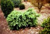 Cedrus deodara 'Devinely Blue' Dwarf Blue Deodar Cedar