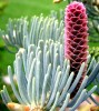Abies concolor 'Candicans' White Fir