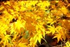 Acer palmatum 'Aoyagi' Japanese Maple Tree