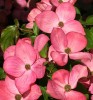 Cornus kousa 'Satomi' Pink Japanese Dogwood
