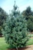 Pinus flexilis 'Vanderwolf's Pyramid'