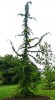 Cedrus libani 'Pendula' Weeping Cedar of Lebanon