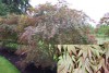 Acer palmatum 'Kinran' Japanese Maple Tree