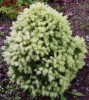 Picea glauca 'Daisy's White' Dwarf White Tipped Alberta Spruce