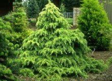 Cedrus deodara 'Snow Sprite' White Dwarf Himalayan Cedar