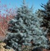 Abies concolor 'Blue Cloak' White Fir Tree
