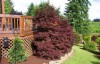 Acer palmatum 'Pixie' Dwarf Red Japanese Maple