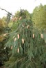 Picea abies 'Acrocona' Norway Spruce
