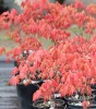 Acer shirasawanum 'Moonrise'
