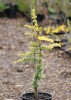Cedrus atlantica 'Glauca Aurea' Golden Blue Atlas Cedar 3 year graft