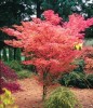 Acer palmatum ' Ao kanzashi ' Japanese Maple Tree (1year)