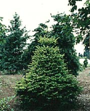 Abies pinsapo 'Aurea' Golden Spanish Fir