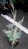 Cupressus glabra 'Blue Ice' Blue Arizona Cypress 3 year