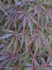 Acer palmatum dissectum 'Tamukeyama' Weeping Cutleaf Japanese Maple Tree